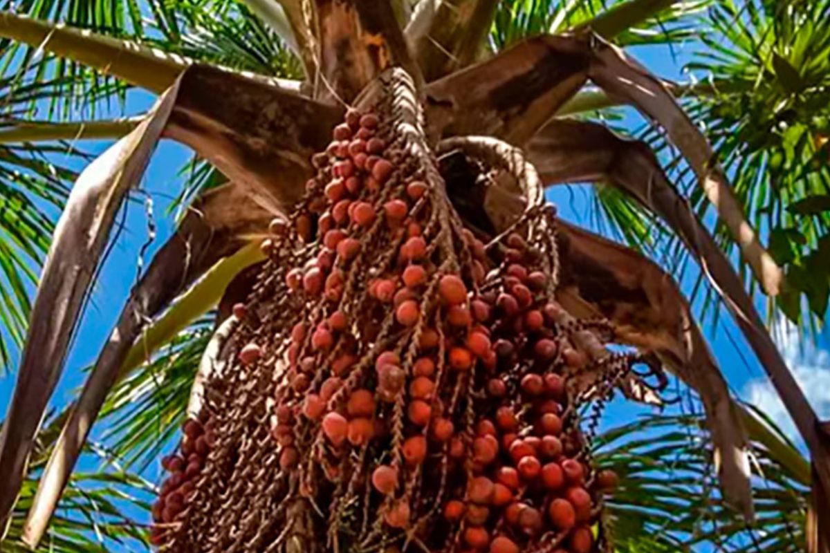 Bioespuma de Buriti